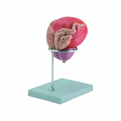 Prostat və sidik kisəsi modeli