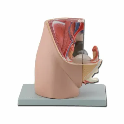 PELVIS – qadın modeli – 3 hissə