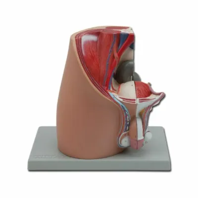 Pelvis kişi modeli 4 hissəli