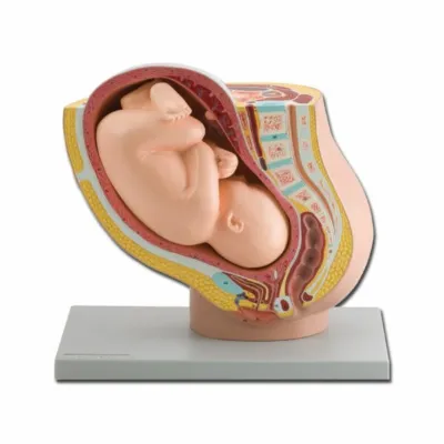 YÜKLƏNMİŞ DÖL İLƏ HAMİLƏLİK PELVISI – 1X