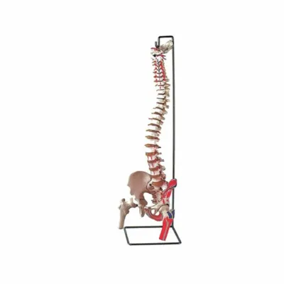 Bud sümüyünün başları + əzələ ilə EVALİ VERTEBRAL SÜTUN