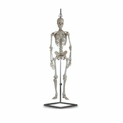 Mini insan skeleti