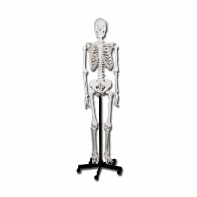 İnsan skeleti modeli