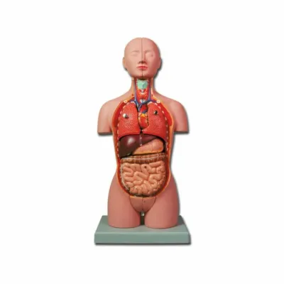 MINI TORSO İNSAN MODELİ – 16 hissəli