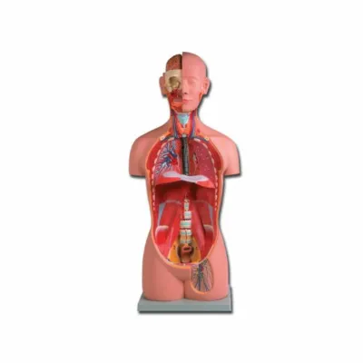TORSO İNSAN MODELİ – 16 hissəli